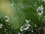 Netz der Labyrinthspinne (Agelena labyrinthica) im Regen