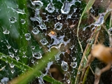 Netz der Labyrinthspinne (Agelena labyrinthica) im Regen