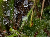 Netz der Labyrinthspinne (Agelena labyrinthica) im Regen