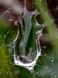 Netz der Labyrinthspinne (Agelena labyrinthica) im Regen