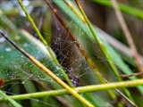 Netz der Labyrinthspinne (Agelena labyrinthica) im Regen