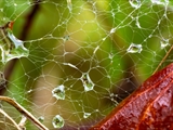 Netz der Labyrinthspinne (Agelena labyrinthica) im Regen