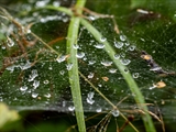 Netz der Labyrinthspinne (Agelena labyrinthica) im Regen