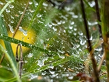 Netz der Labyrinthspinne (Agelena labyrinthica) im Regen