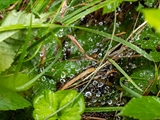 Netz der Labyrinthspinne (Agelena labyrinthica) im Regen