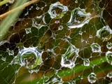 Netz der Labyrinthspinne (Agelena labyrinthica) im Regen