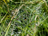 Netz der Labyrinthspinne (Agelena labyrinthica) im Regen