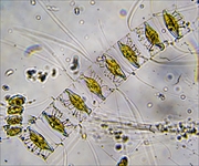 Exkursion zur Untersuchung von marinem Frühjahrsplankton  in der Biologischen Station Helgoland des Alfred-Wegener-Institutes  (Berliner Mikroskopische Gesellschaft) vom 29.03.  04.04.25
