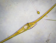 Exkursion zur Untersuchung von marinem Frühjahrsplankton  in der Biologischen Station Helgoland des Alfred-Wegener-Institutes  (Berliner Mikroskopische Gesellschaft) vom 29.03.  04.04.25