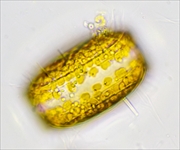 Exkursion zur Untersuchung von marinem Frühjahrsplankton  in der Biologischen Station Helgoland des Alfred-Wegener-Institutes  (Berliner Mikroskopische Gesellschaft) vom 29.03.  04.04.25