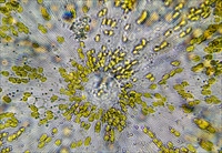 Exkursion zur Untersuchung von marinem Frühjahrsplankton  in der Biologischen Station Helgoland des Alfred-Wegener-Institutes  (Berliner Mikroskopische Gesellschaft) vom 29.03.  04.04.25