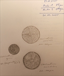Exkursion zur Untersuchung von marinem Frühjahrsplankton  in der Biologischen Station Helgoland des Alfred-Wegener-Institutes  (Berliner Mikroskopische Gesellschaft) vom 29.03.  04.04.25