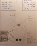 Exkursion zur Untersuchung von marinem Frühjahrsplankton  in der Biologischen Station Helgoland des Alfred-Wegener-Institutes  (Berliner Mikroskopische Gesellschaft) vom 29.03.  04.04.25
