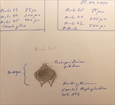 Exkursion zur Untersuchung von marinem Frühjahrsplankton  in der Biologischen Station Helgoland des Alfred-Wegener-Institutes  (Berliner Mikroskopische Gesellschaft) vom 29.03.  04.04.25