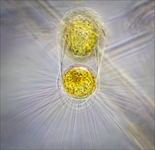 Exkursion zur Untersuchung von marinem Frühjahrsplankton  in der Biologischen Station Helgoland des Alfred-Wegener-Institutes  (Berliner Mikroskopische Gesellschaft) vom 29.03.  04.04.25