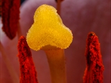 Blick in die Blüte der Feuer-Lilie (Lilium bulbiferum)Narbe + Staubbeutel