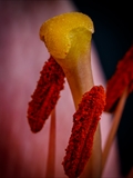 Blick in die Blüte der Feuer-Lilie (Lilium bulbiferum)Narbe + Staubbeutel