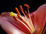 Blick in die Blüte der Feuer-Lilie (Lilium bulbiferum)Blütenblätter, Narbe + Staubbeutel
