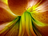 Blick in die Blüte der Feuer-Lilie (Lilium bulbiferum)