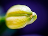Blick in die Blüte der Feuer-Lilie (Lilium bulbiferum)Fruchtknoten