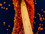 Blick in die Blüte der Feuer-Lilie (Lilium bulbiferum)Staubbeutel + Blütenstaub