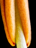 Blick in die Blüte der Feuer-Lilie (Lilium bulbiferum)junger Staubbeutel
