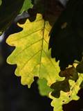 Vor dem Laubfall im Spätherbst färben sich die Blätter um, indem ein chemischer Umbau in den Blättern stattfindet.