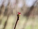 Ein neu wachsender Teil einer Pflanze. Die Blätter in der Knospe sind noch dicht zusammengedrängt, im Jungtrieb gerade entfaltet.