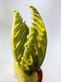 Ein neu wachsender Teil einer Pflanze. Die Blätter in der Knospe sind noch dicht zusammengedrängt, im Jungtrieb gerade entfaltet.