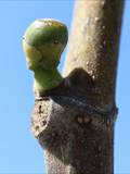 Ein neu wachsender Teil einer Pflanze. Die Blätter in der Knospe sind noch dicht zusammengedrängt, im Jungtrieb gerade entfaltet.