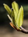 Ein neu wachsender Teil einer Pflanze. Die Blätter in der Knospe sind noch dicht zusammengedrängt, im Jungtrieb gerade entfaltet.
