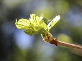 Ein neu wachsender Teil einer Pflanze. Die Blätter in der Knospe sind noch dicht zusammengedrängt, im Jungtrieb gerade entfaltet.