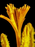 Elfen-Krokus (Crocus tommasinianus)Narbe, Staubbeutel mit Pollen