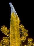 Elfen-Krokus (Crocus tommasinianus)Staubbeutel mit Pollen