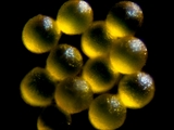 Elfen-Krokus (Crocus tommasinianus)Pollen
