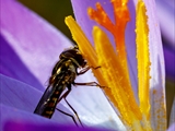 Elfen-Krokus (Crocus tommasinianus)Schwebfliege bei der Bestäubung