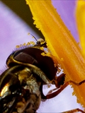 Elfen-Krokus (Crocus tommasinianus)Schwebfliege bei der Bestäubung