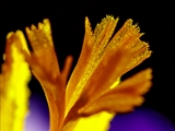 Elfen-Krokus (Crocus tommasinianus)Blüte (Narbe, Staubbeutel mit Pollen)