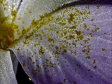 Elfen-Krokus (Crocus tommasinianus)Blüte + Pollen