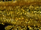 Elfen-Krokus (Crocus tommasinianus)Staubbeutel mit Pollen