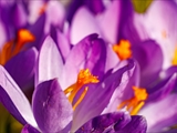 Elfen-Krokus (Crocus tommasinianus)