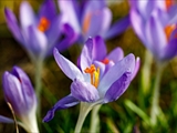 Elfen-Krokus (Crocus tommasinianus)