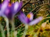 Elfen-Krokus (Crocus tommasinianus)