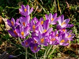 Elfen-Krokus (Crocus tommasinianus)