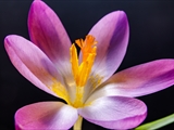 Elfen-Krokus (Crocus tommasinianus)Blüte (Narbe, Staubbeutel mit Pollen)