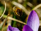 Elfen-Krokus (Crocus tommasinianus)Honigbiene bei der Bestäubung