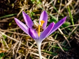 Elfen-Krokus (Crocus tommasinianus)Honigbiene bei der Bestäubung