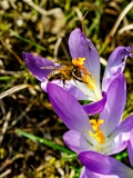 Elfen-Krokus (Crocus tommasinianus)Honigbiene bei der Bestäubung