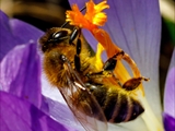 Elfen-Krokus (Crocus tommasinianus)Honigbiene bei der Bestäubung