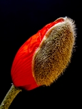 Der Farbstoff Cyanidin (2-(3,4-Dihydroxyphenyl)-3,5,7-trihydroxychromenium) ist für die rote Färbung der Blütenblätter des Mohns verantwortlich. Blüte unmittelbar vor der Entfaltung noch mit den zwei behaarten Kelchblättern.